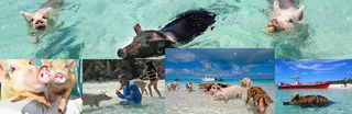 Swim With The Pigs in Freeport Bahamas